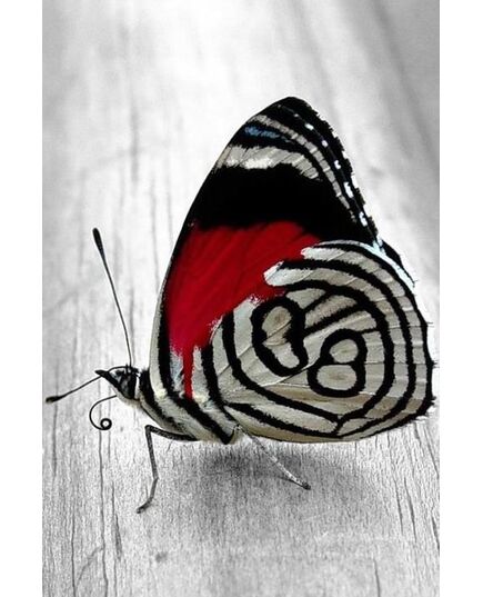 Φωτογραφία από πραγματική πεταλούδα Butterfly 88
