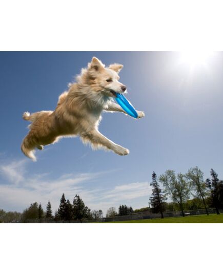 Σκύλος πιάνει Aerobie Dogobie Frisbee