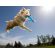 Σκύλος πιάνει Aerobie Dogobie Frisbee